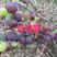 灯笼果苗双丰苗木秋季大量出售浆果苗木:有红树莓苗(品种有