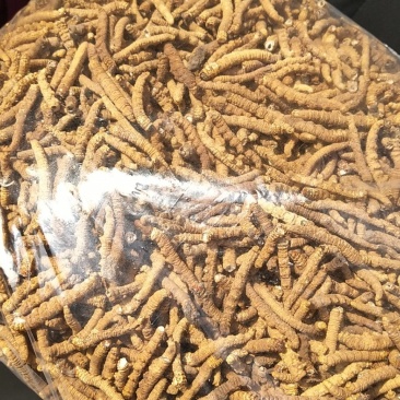 冬虫夏草无尾巴特大肉节自己吃经济划算