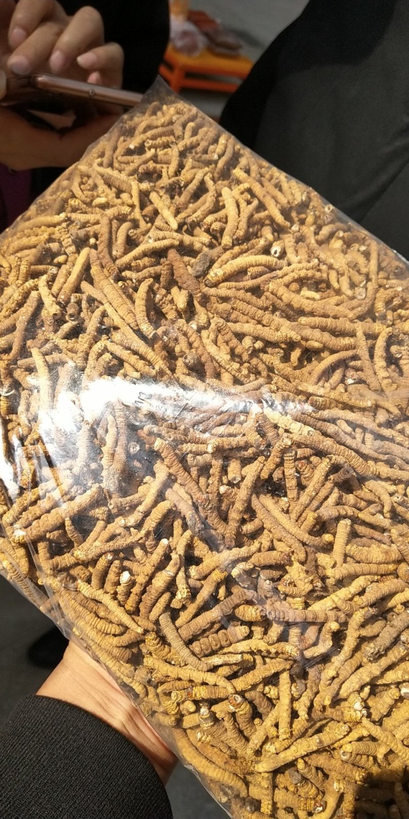 冬虫夏草无尾巴特大肉节自己吃经济划算