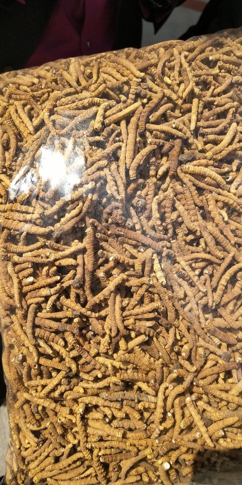 冬虫夏草无尾巴特大肉节自己吃经济划算