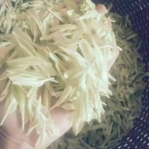 茶叶树苗极白品种