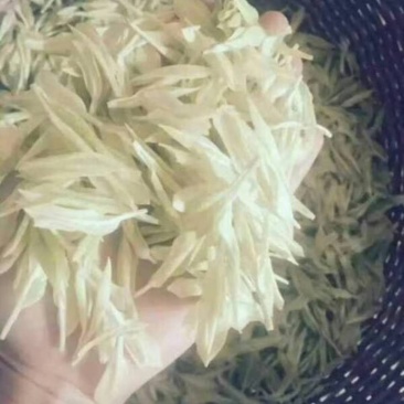 茶叶树苗极白品种