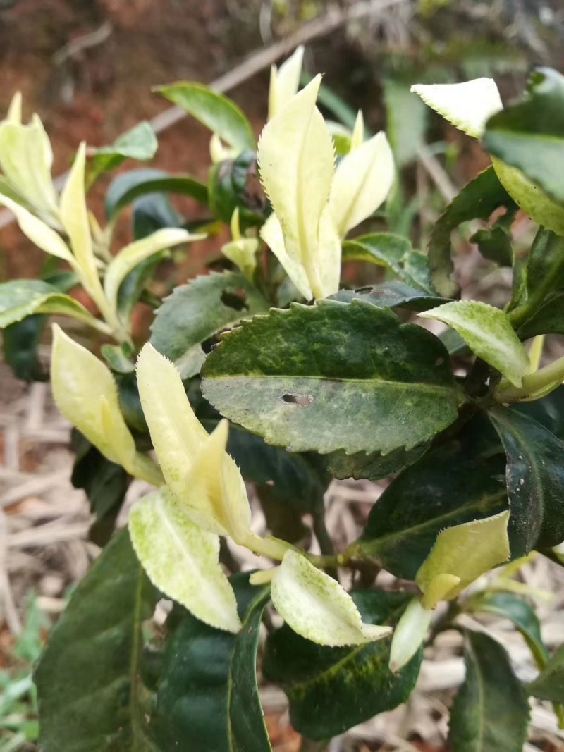 茶叶树苗极白品种