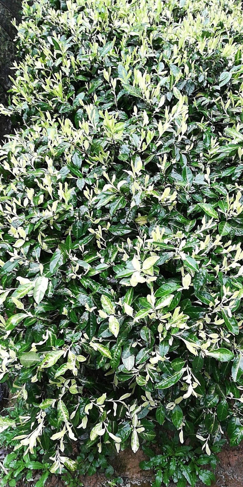 茶叶树苗极白品种
