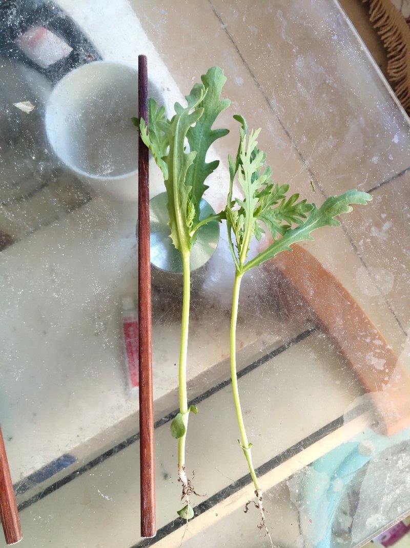 茼蒿供应