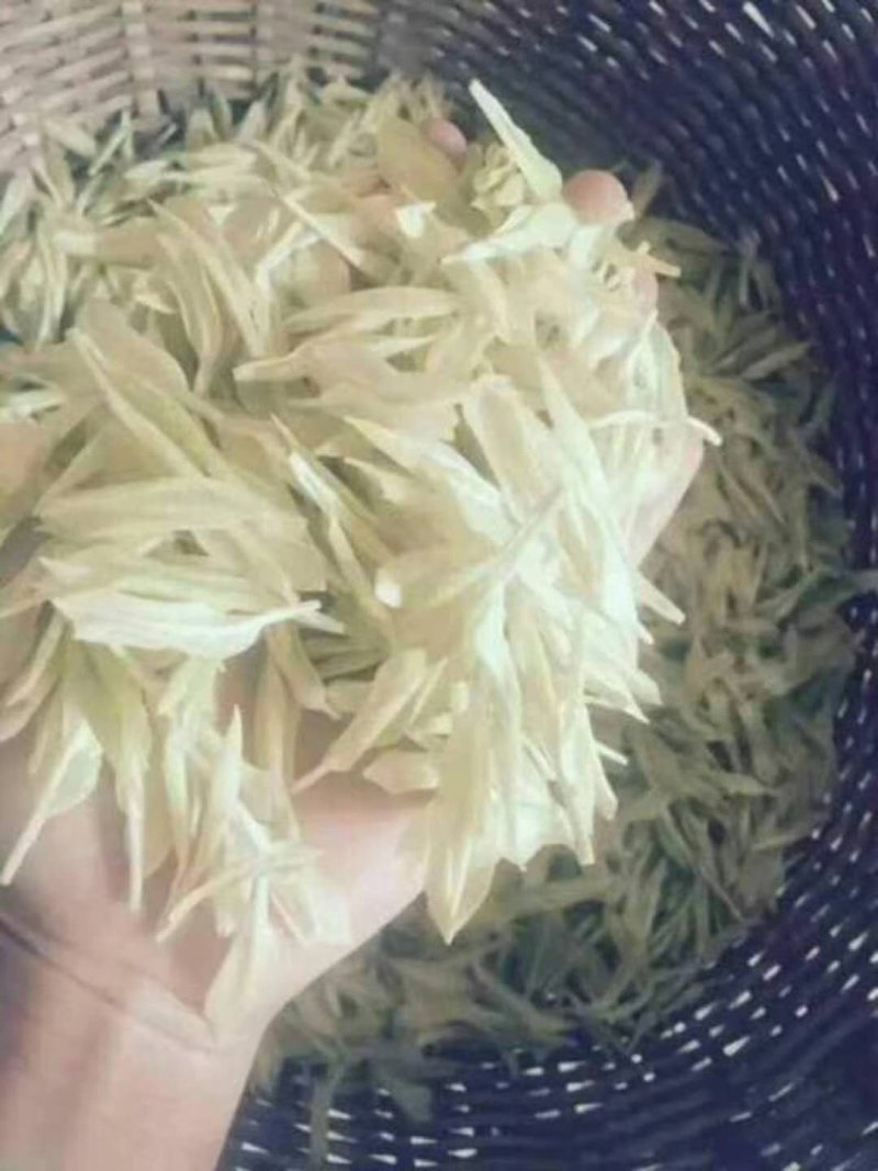 茶树苗极白品种