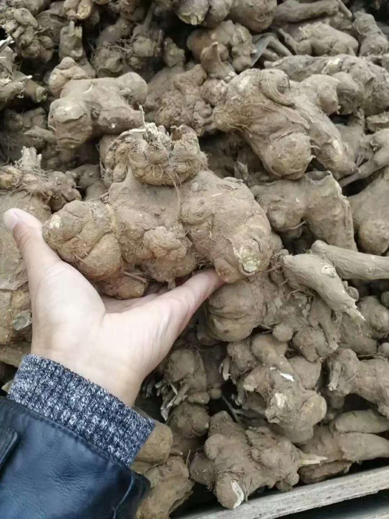 白术