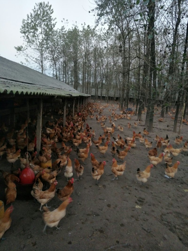 土鸡蛋鸡蛋鲜发，蛋清粘稠，品质好，面向全国发货