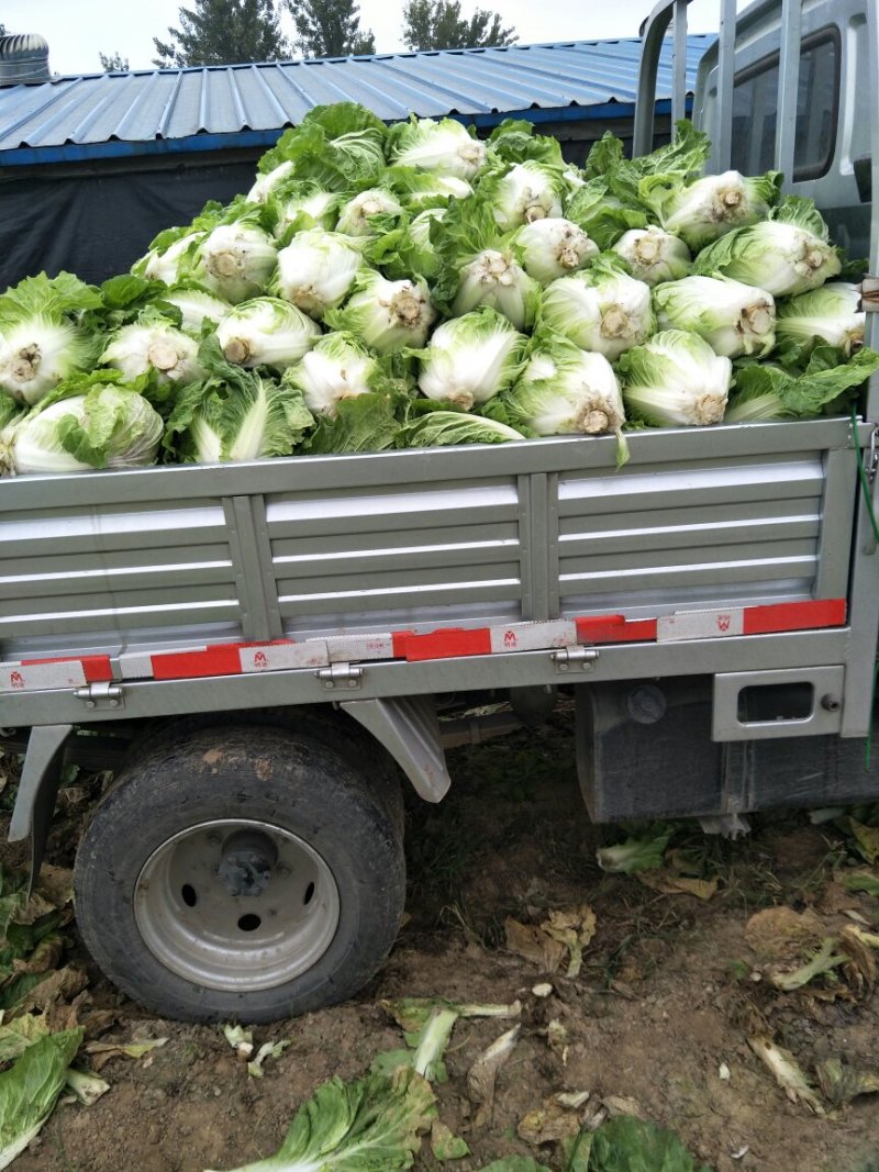 精品安徽阜阳蔬菜白菜有早熟白菜北京三号白菜欢迎进店选购