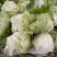 精品安徽阜阳蔬菜白菜有早熟白菜北京三号白菜欢迎进店选购