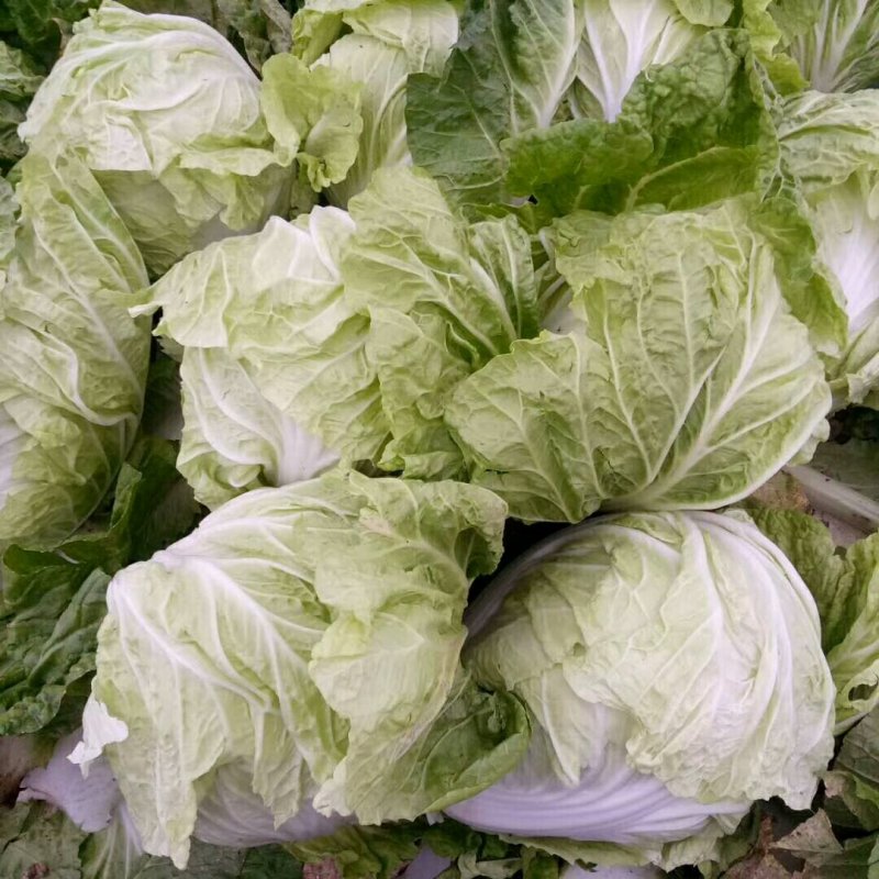 精品安徽阜阳蔬菜白菜有早熟白菜北京三号白菜欢迎进店选购