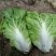 精品安徽阜阳蔬菜白菜有早熟白菜北京三号白菜欢迎进店选购