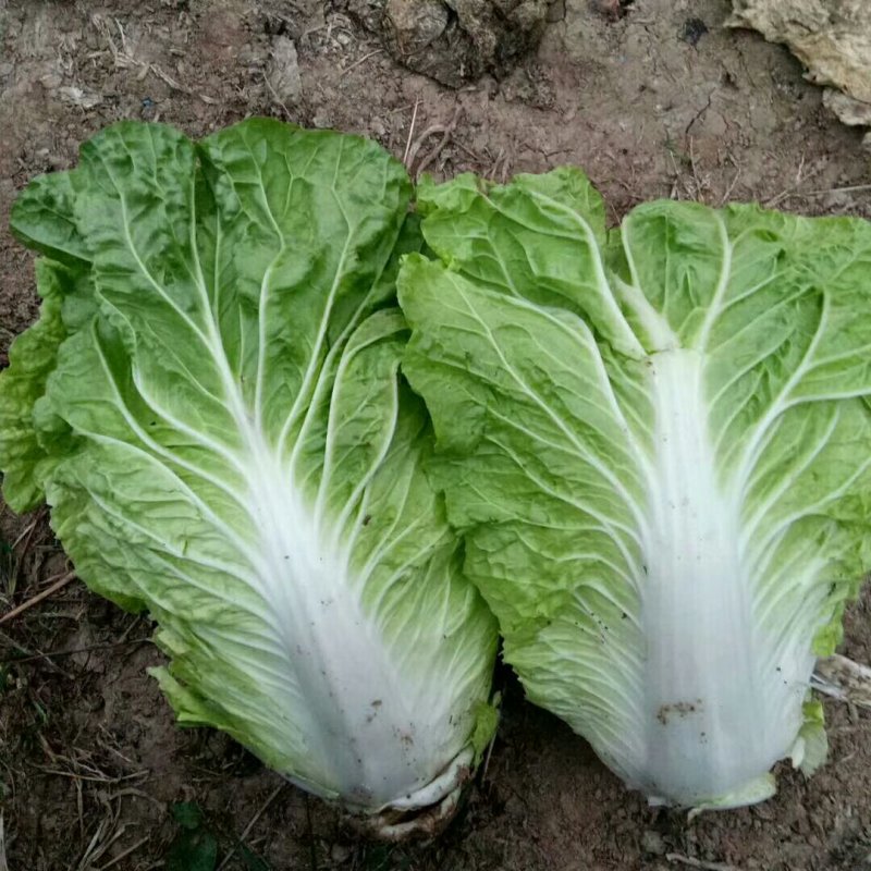 精品安徽阜阳蔬菜白菜有早熟白菜北京三号白菜欢迎进店选购
