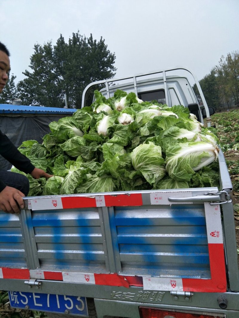 精品安徽阜阳蔬菜白菜有早熟白菜北京三号白菜欢迎进店选购