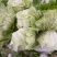 精品安徽阜阳蔬菜白菜有早熟白菜北京三号白菜欢迎进店选购