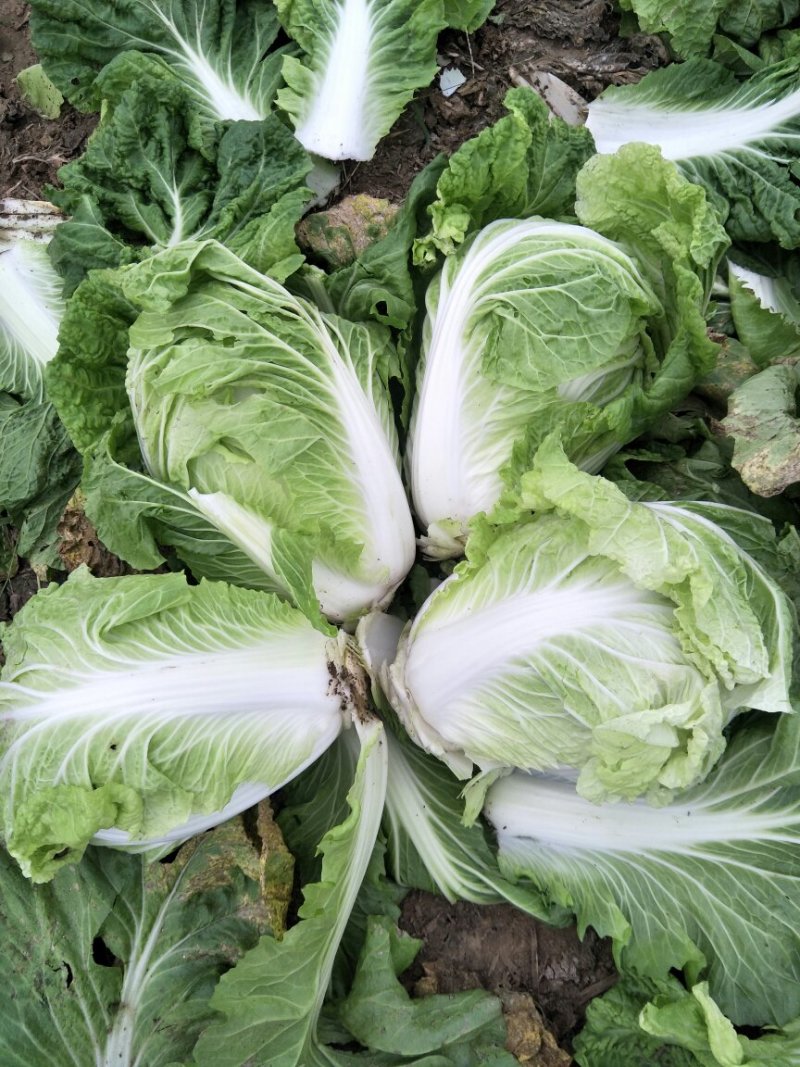 精品安徽阜阳蔬菜白菜有早熟白菜北京三号白菜欢迎进店选购