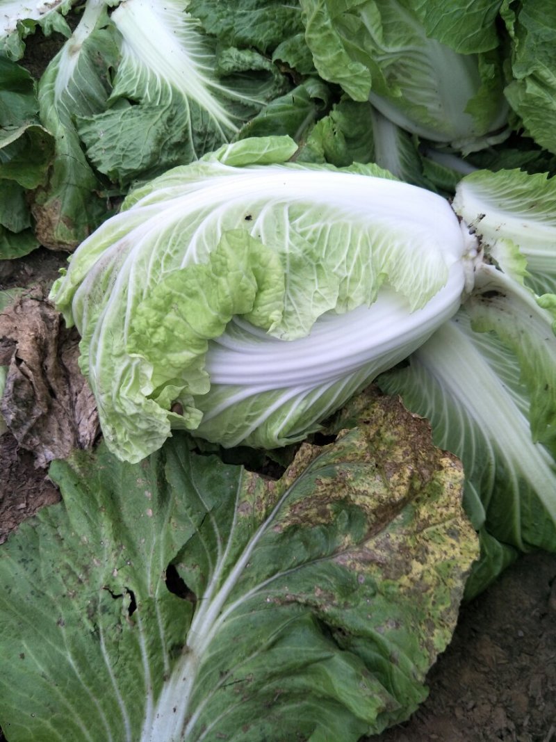 精品安徽阜阳蔬菜白菜有早熟白菜北京三号白菜欢迎进店选购