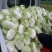 精品安徽阜阳蔬菜白菜有早熟白菜北京三号白菜欢迎进店选购