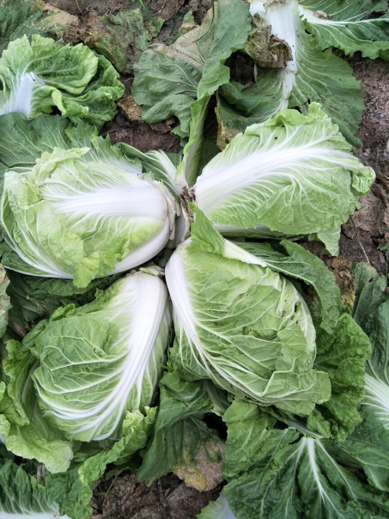 精品安徽阜阳蔬菜白菜有早熟白菜北京三号白菜欢迎进店选购