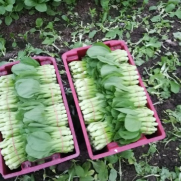 青菜8cm以下