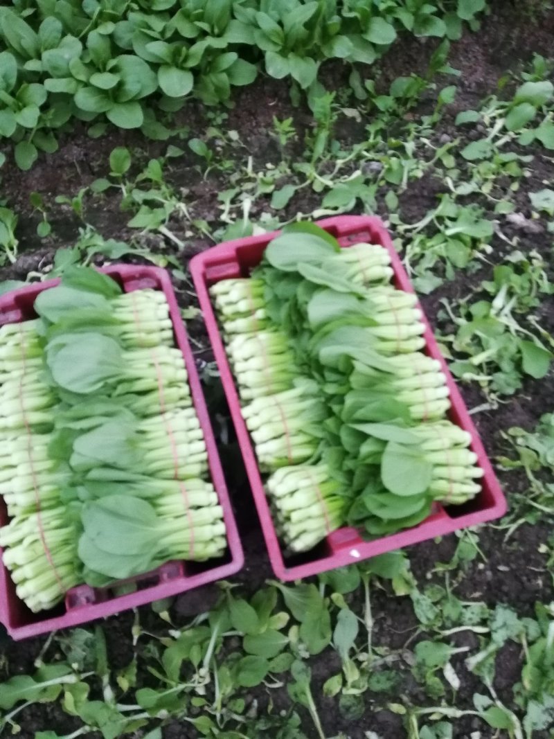 青菜8cm以下