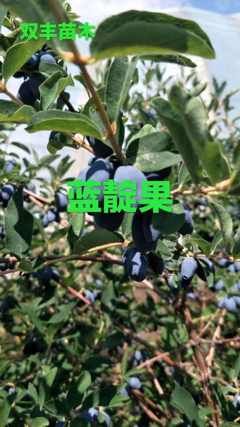 蓝靛果树苗。基地直发。价格低。成活率高。服务好量大优惠。