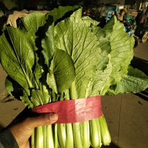 小白菜20cm以上颗均匀颜色绿耐运输