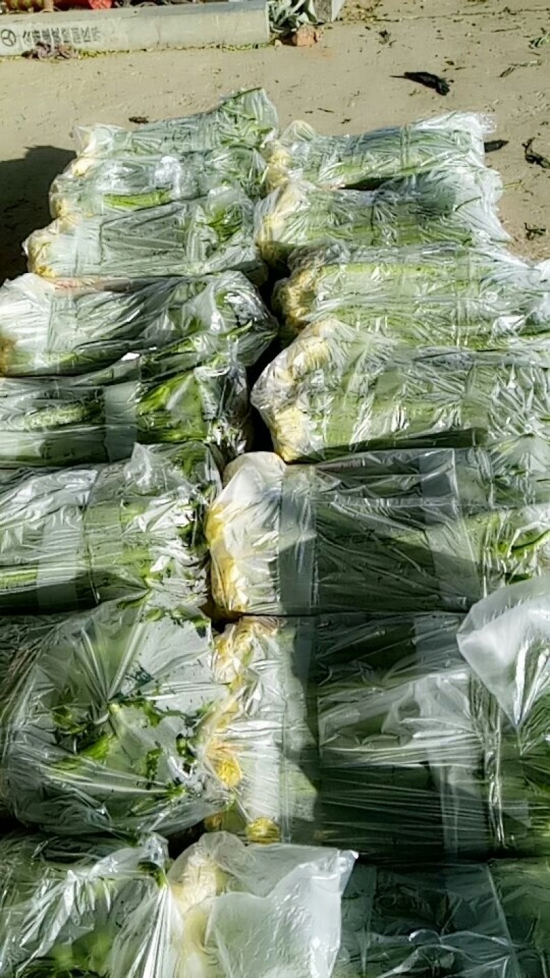 精品高效温室大棚丝瓜