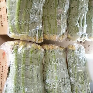 精品高效温室大棚丝瓜