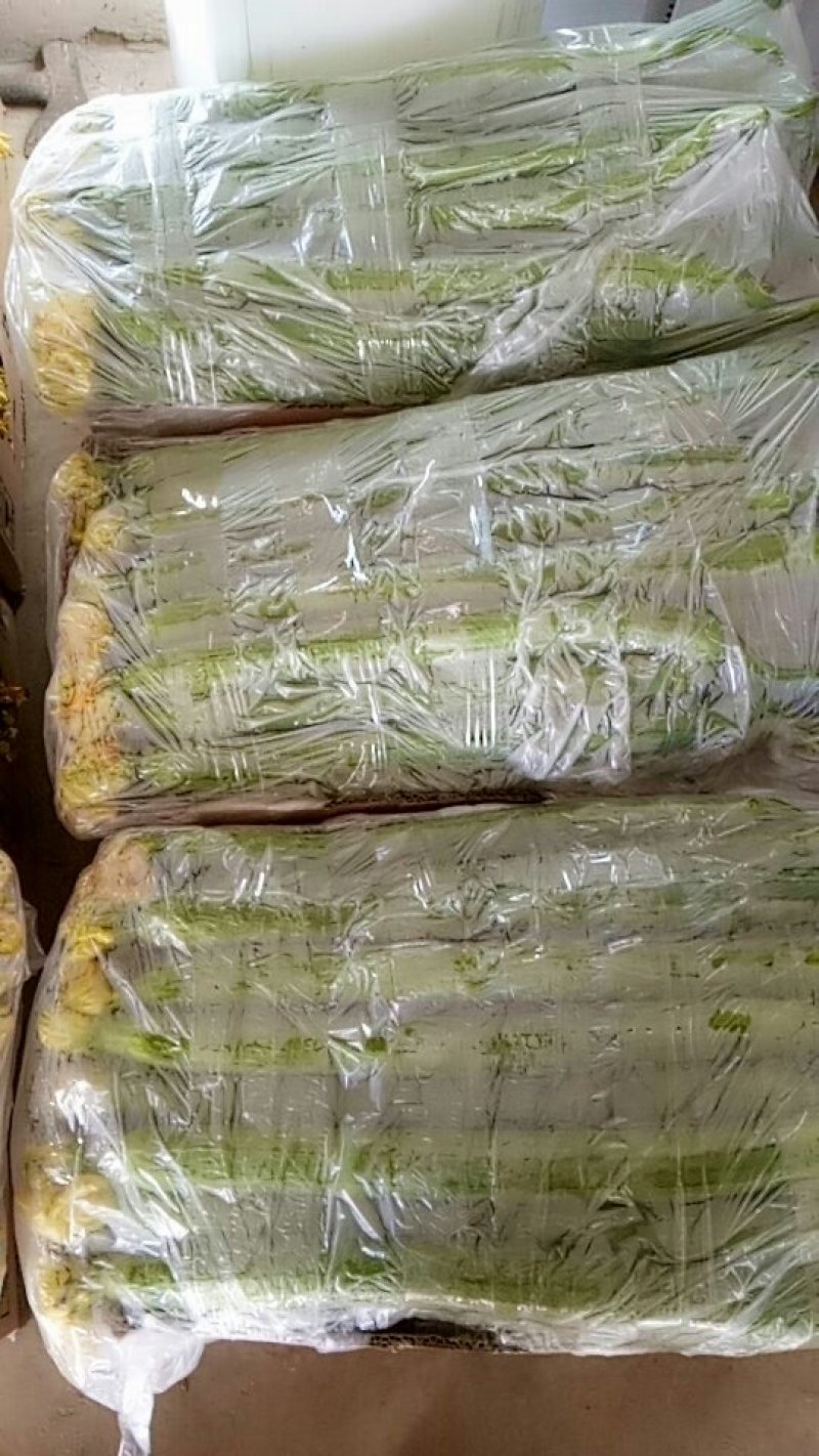 精品高效温室大棚丝瓜
