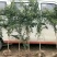 石榴树苗盆栽突尼斯软籽地栽南北方种植无籽大石榴当年结果
