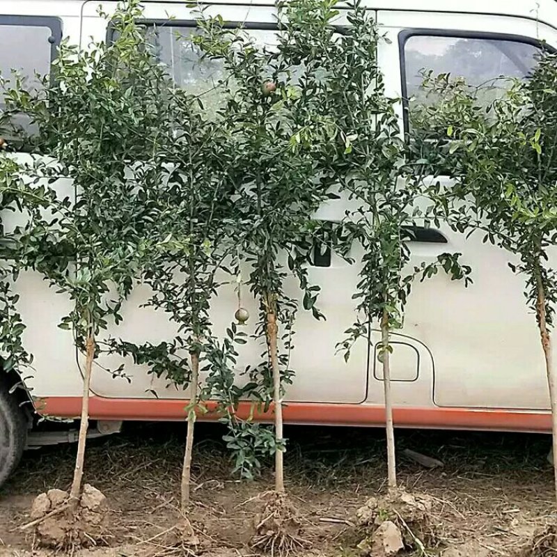 石榴树苗盆栽突尼斯软籽地栽南北方种植无籽大石榴当年结果