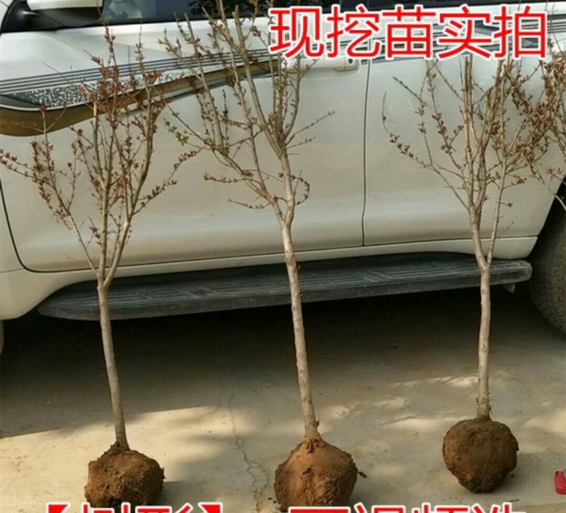 石榴树苗盆栽突尼斯软籽地栽南北方种植无籽大石榴当年结果