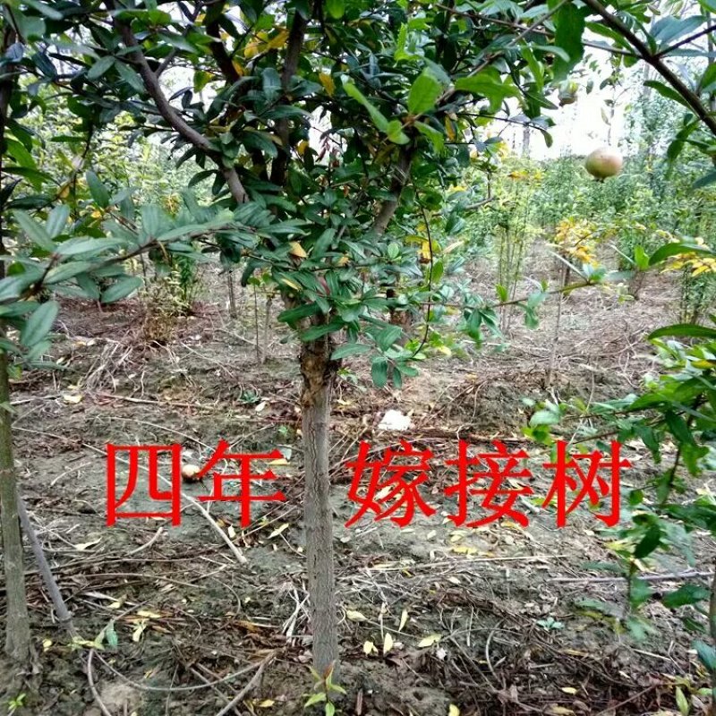 石榴树苗盆栽突尼斯软籽地栽南北方种植无籽大石榴当年结果