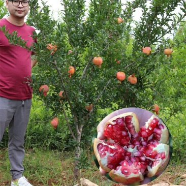 石榴树苗盆栽突尼斯软籽地栽南北方种植无籽大石榴当年结果