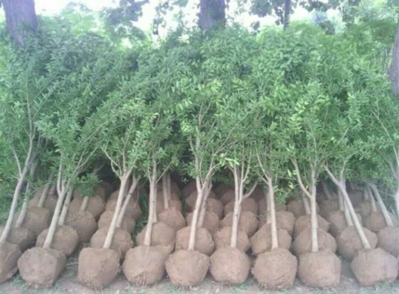 石榴树苗盆栽突尼斯软籽地栽南北方种植无籽大石榴当年结果