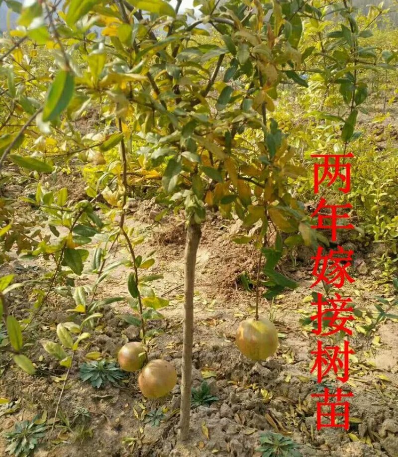 石榴树苗盆栽突尼斯软籽地栽南北方种植无籽大石榴当年结果
