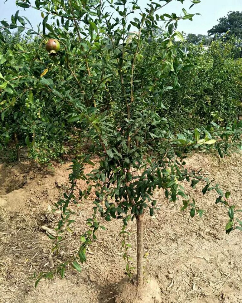 石榴树苗盆栽突尼斯软籽地栽南北方种植无籽大石榴当年结果