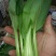 上海青小油菜，快菜，油麦菜