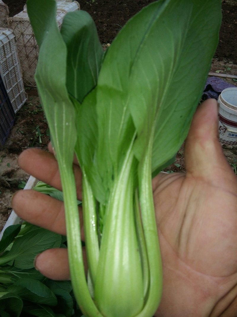 上海青小油菜，快菜，油麦菜