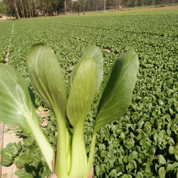 上海青小油菜，快菜，油麦菜