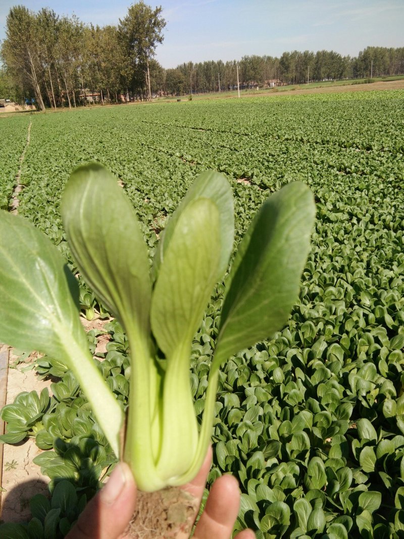 上海青小油菜，快菜，油麦菜