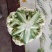 大量花菜上市质量优质花面白