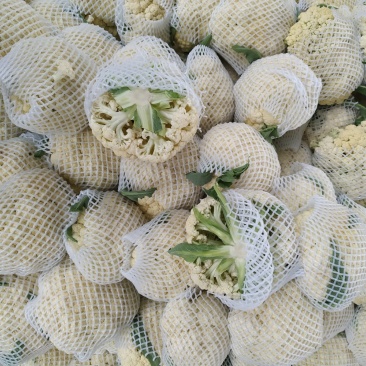大量花菜上市质量优质花面白