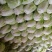【推荐】河南白菜夏阳白品质保证精品量大从优物美价廉