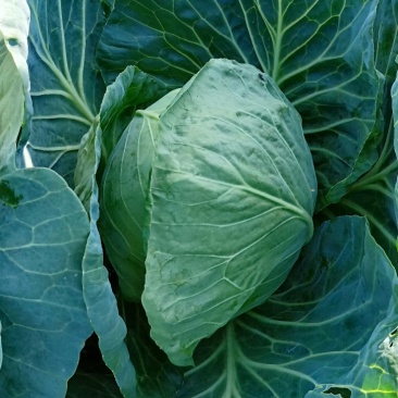 甘蓝