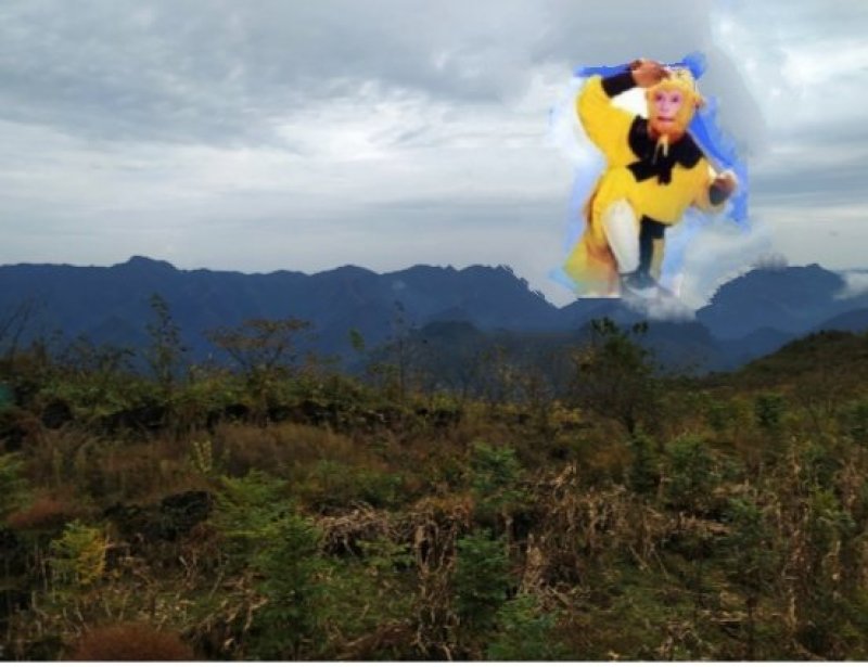 紫薇