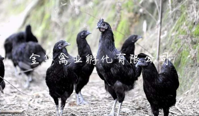 五黑一绿鸡苗