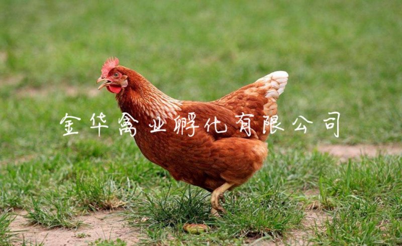 海南褐蛋鸡苗