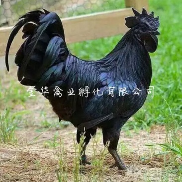乌骨鸡苗